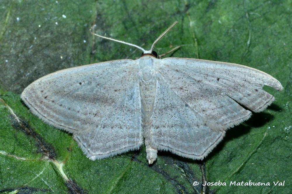 Eteroceri del mese di aprile, dal confino